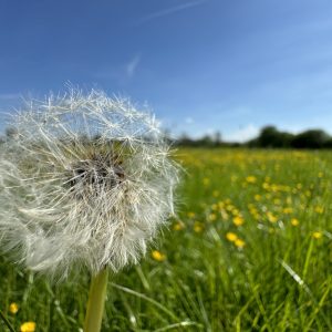 Dandelion in Peacock countryside